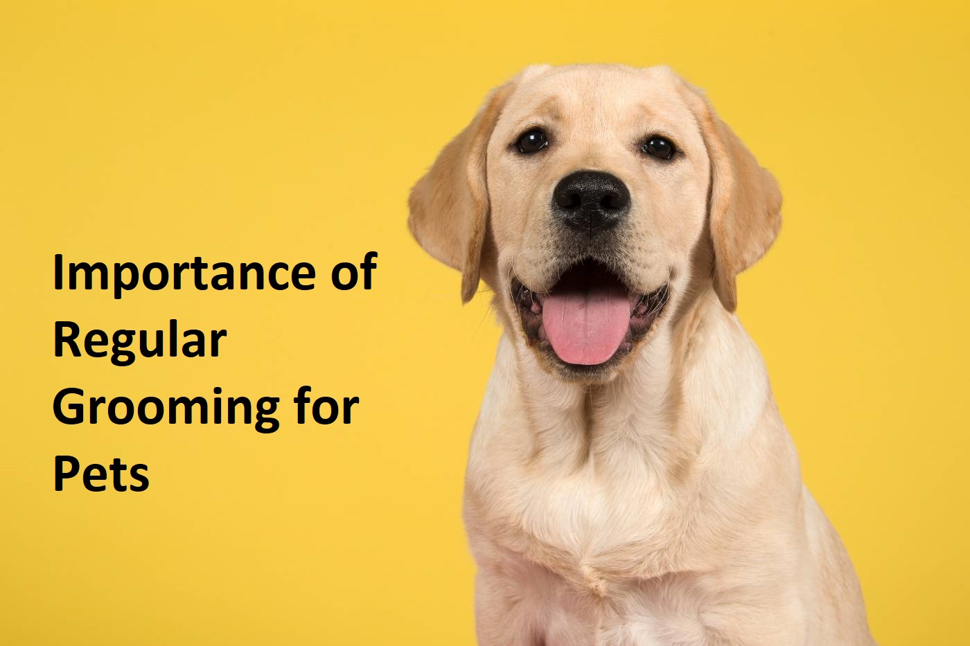 Importance of Regular Grooming for Pets