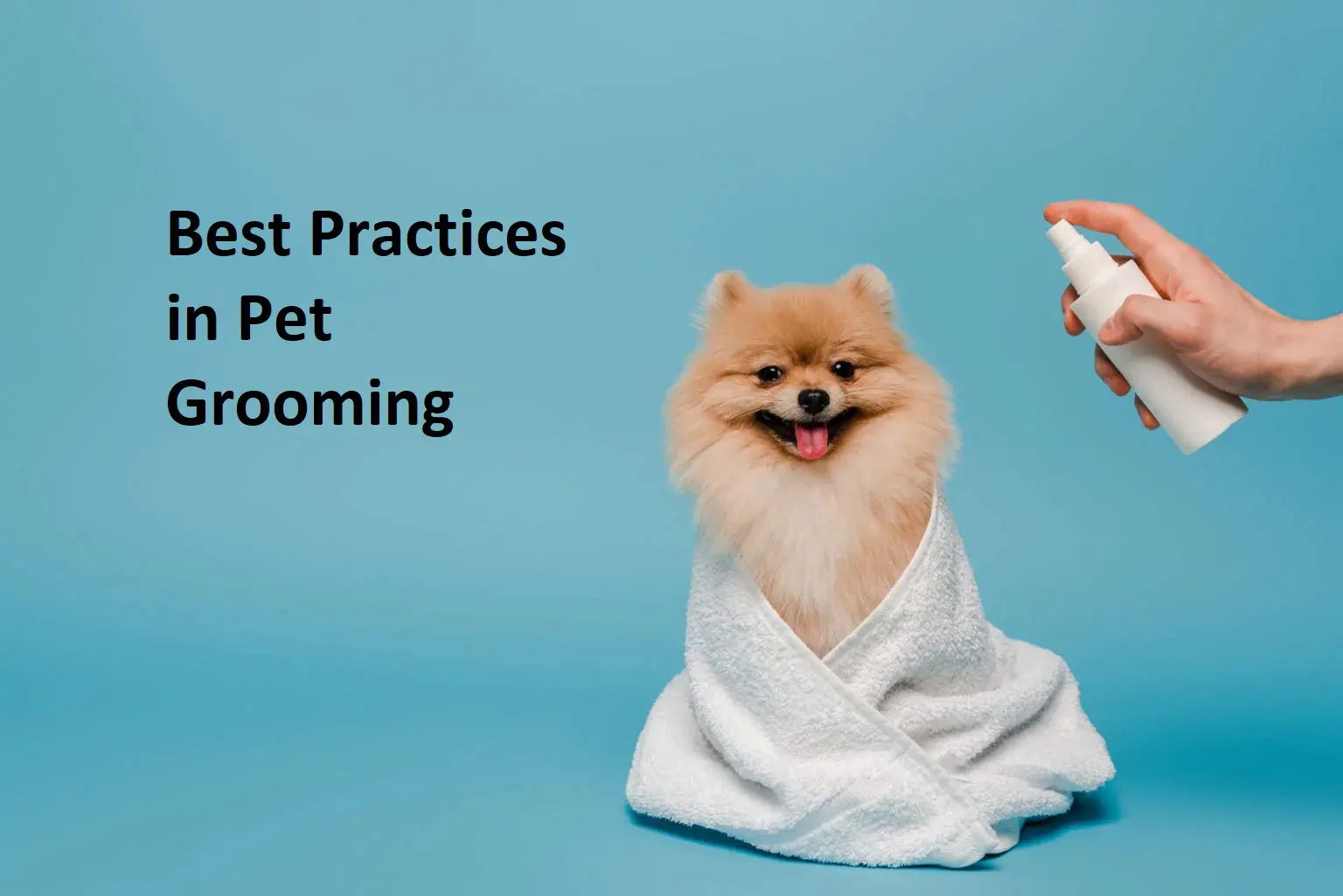 Best Practices in Pet Grooming