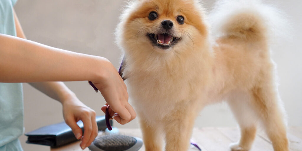 Best Grooming Services dogs in Bangalore