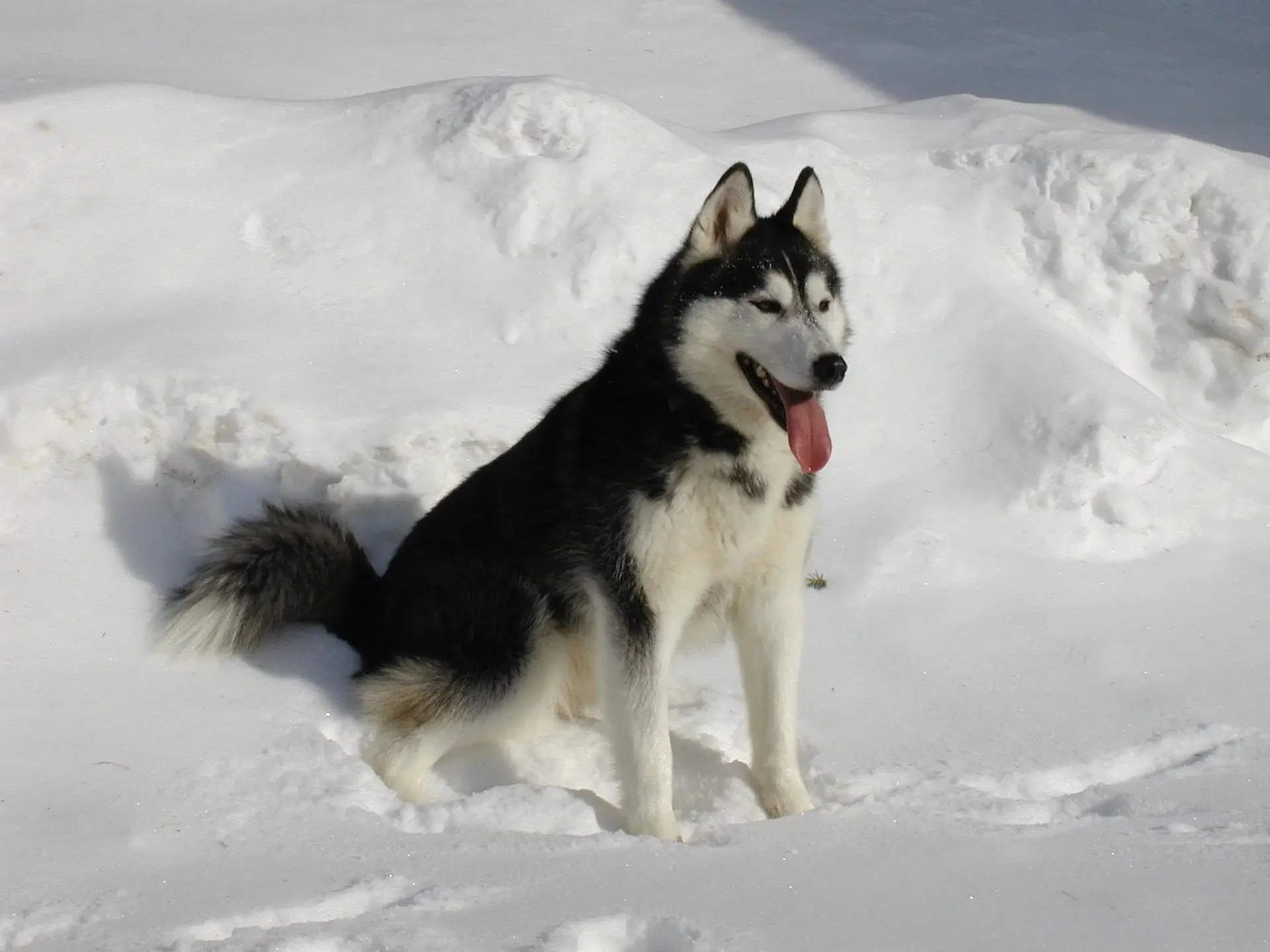 Grooming Requirements for Siberian Husky in India