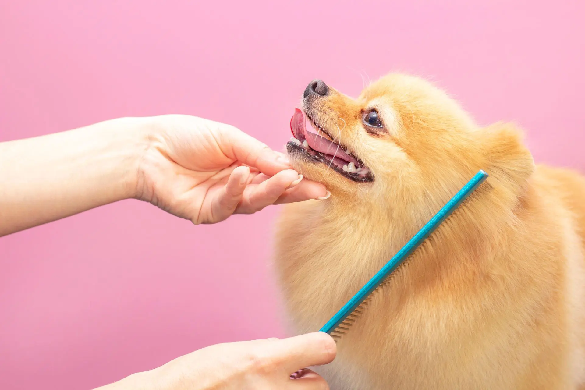 Top Pet Grooming Services in India