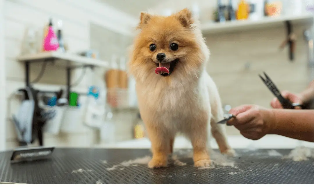Most common issues faced during dog grooming