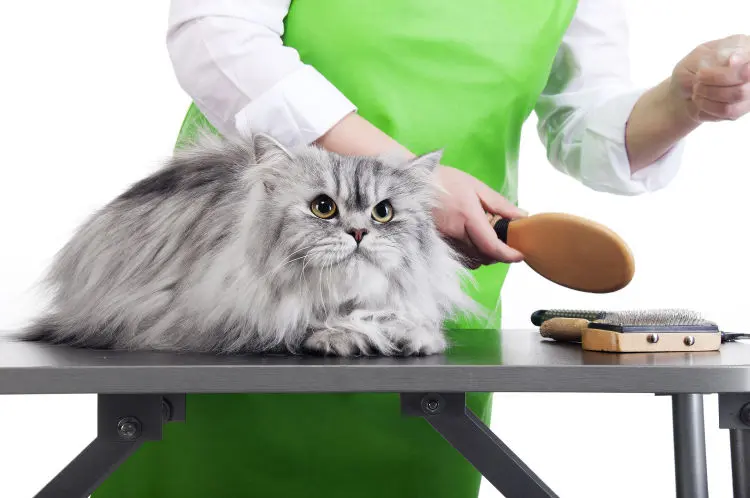 Best Cat Grooming Service At Home In India