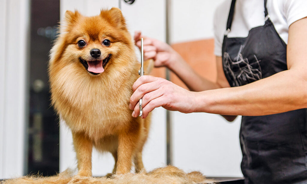 Pet grooming services near me