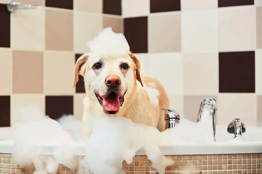 5 Grooming Tips To Keep Your Pet Healthy And Happy